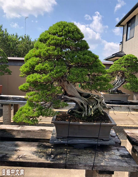 盆景一株超6万!日本制造